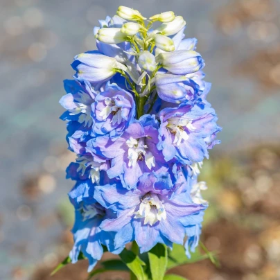 Stračka Magic Fountains Sky Blue - Delphinium cultorum - semena - 50 ks