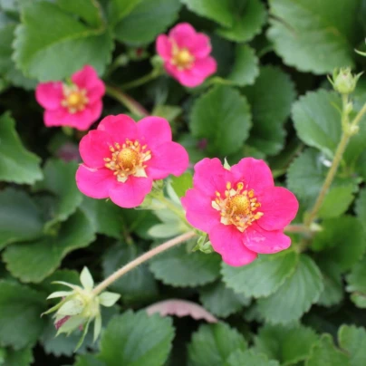 Jahodník stáleplodící Ariba Deep Rose F1 - Fragaria ananassa - semena - 10 ks