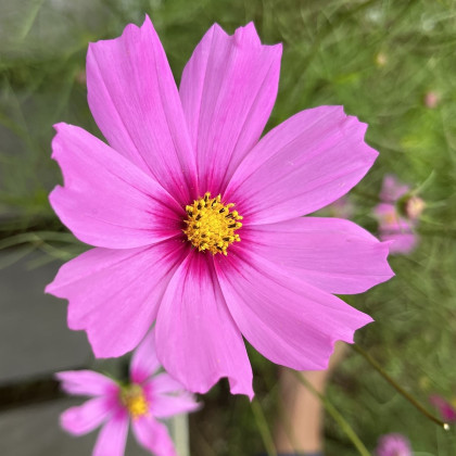 Krásenka zpeřená Cosmini Pink - Cosmos bipinnatus - semena - 20 ks