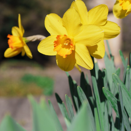 Narcis Early Flame - Narcissus - cibuloviny - 3 ks