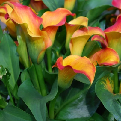 Kala Captain Lido - Zantedeschia - cibuloviny - 1 ks