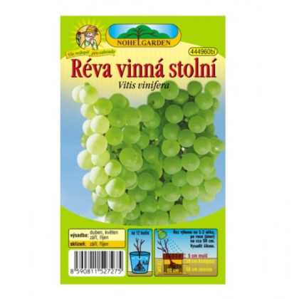 Réva vinná - Vitis vinifera - prostokořenné sazenice - 1 ks