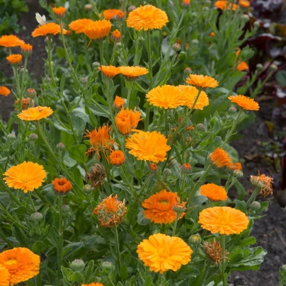 Měsíček lékařský Orange Double - Calendula officinalis - semena - 50 ks