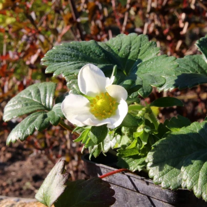 Jahodník stáleplodící Elan F1 - Fragaria ananassa - semena - 10 ks