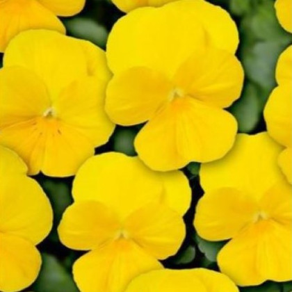 Violka Twix F1 Yellow - Viola cornuta - semena - 20 ks