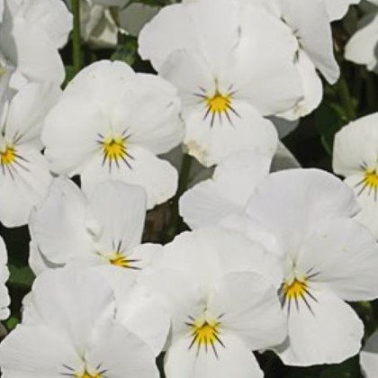 Violka Twix F1 Snow - Viola cornuta - semena - 20 ks