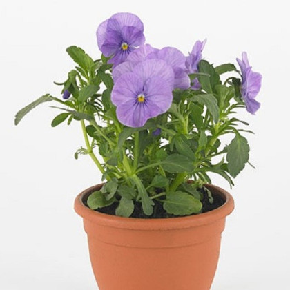 Violka Twix F1 Lavender Shades - Viola cornuta - semena - 20 ks