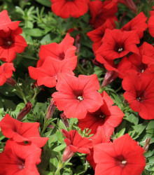 Petúnie Cascadini F1 Red - Petunia x atkinsiana - semena - 15 ks