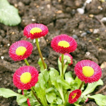 Sedmikráska Speedstar Plus Rose - Bellis perennis - semena - 40 ks