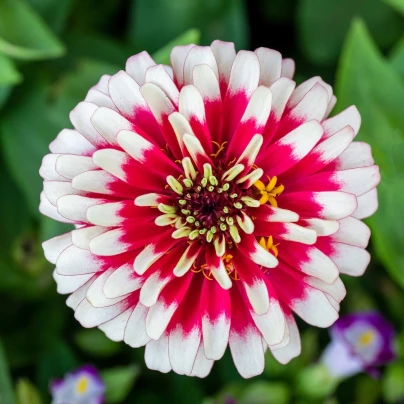 Ostálka Flamenco - Zinnia elegans - semena - 50 ks