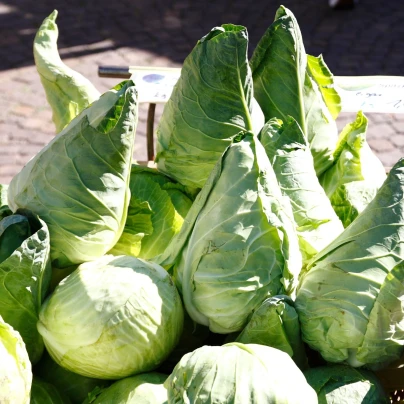 BIO Zelí bílé Eersteling - Brassica oleracea - bio semena - 20 ks