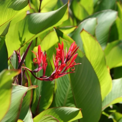 Kana indická - Canna indica - semena - 6 ks