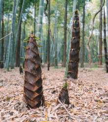Král bambusů - Phyllostachys edulis - semena - 3 ks