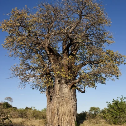 Baobab africký - Adansonia digitata - semena - 3 ks