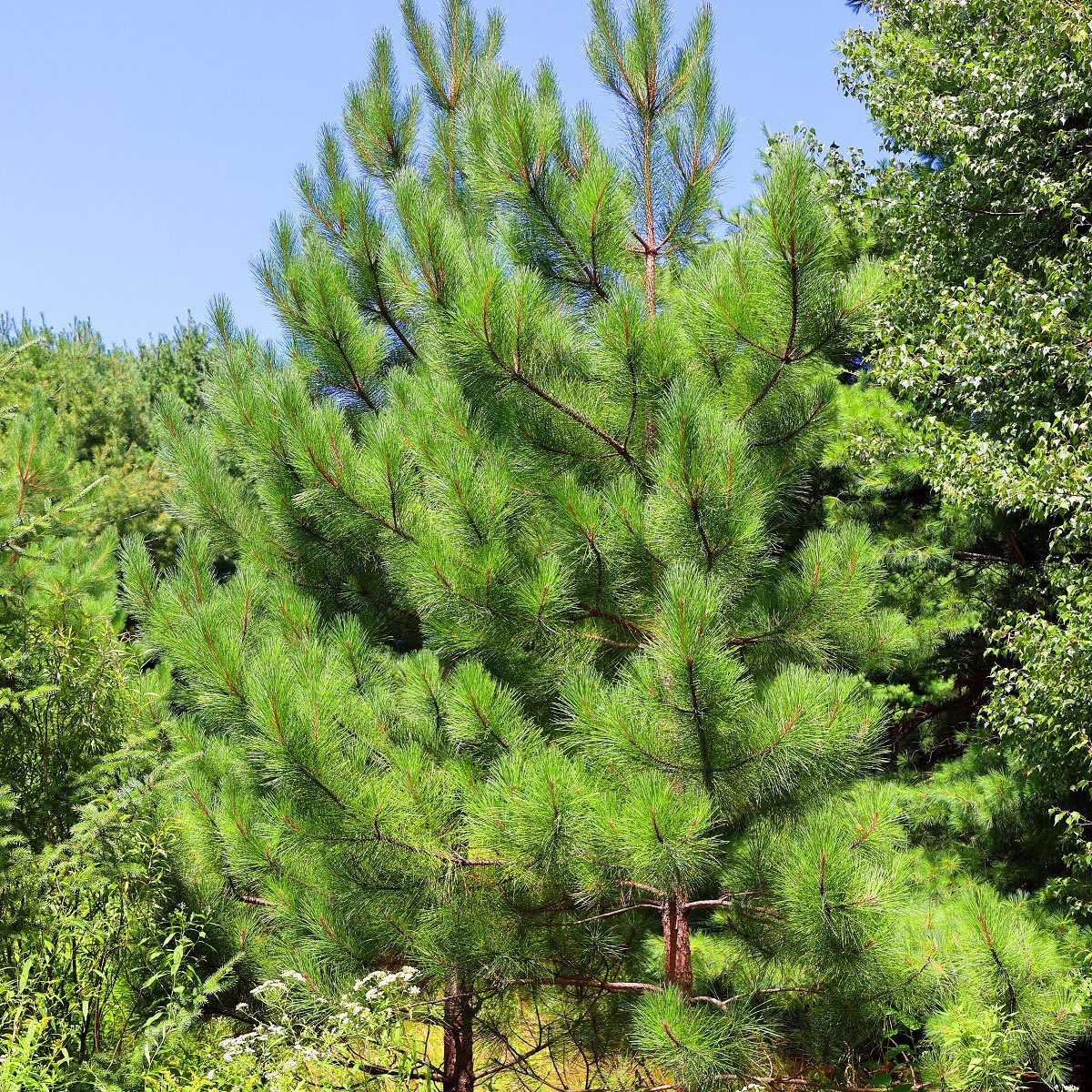 Borovice gerardiana - Pinus gerardiana - semena - 5 ks