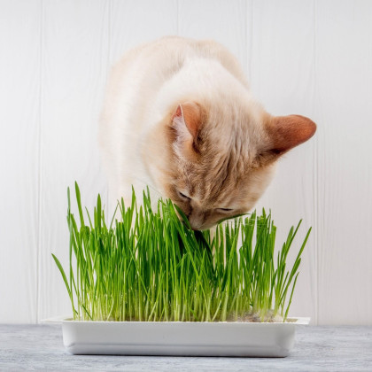 Semena kočičí trávy - výsevný disk - 5 m