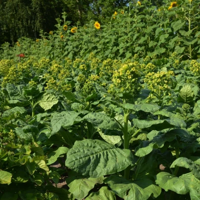 Tabák selský - Nicotiana rustica - semena - 200 ks