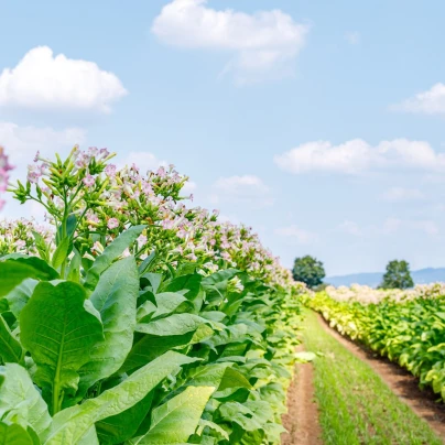 Tabák virginský - Nicotiana tabacum - semena - 150 ks