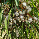 Eukalyptus citrónový - Corymbia citriodora - Eucalyptus citriodora - semena - 5 ks