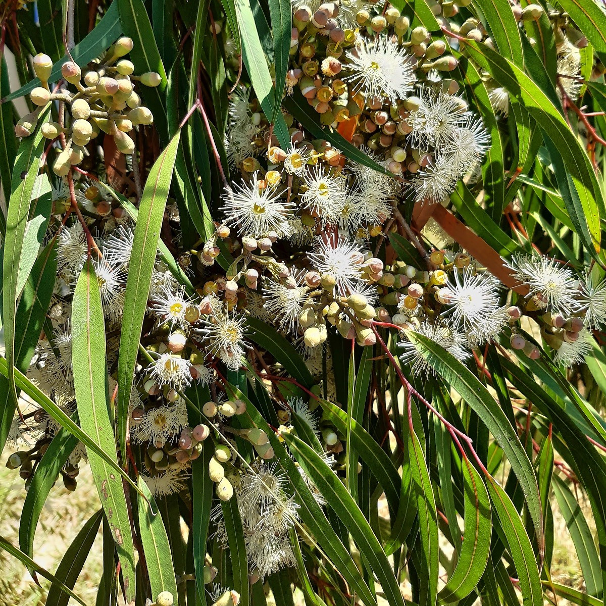 Eukalyptus citrónový - Corymbia citriodora - Eucalyptus citriodora - semena - 5 ks