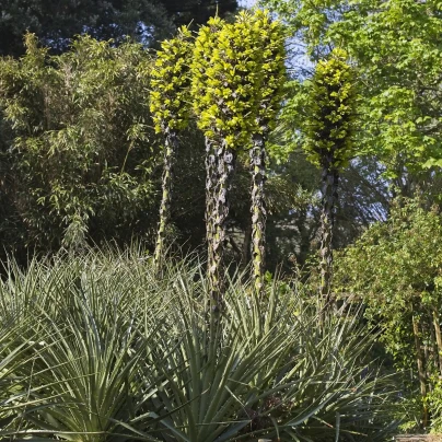 Puja - Puya Chilensis - semena - 5 ks