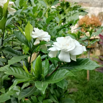 Gardénie - Gardenia jasminoides - semena - 6 ks