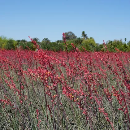Juka červená - Hesperaloe parviflora - semena - 3 ks