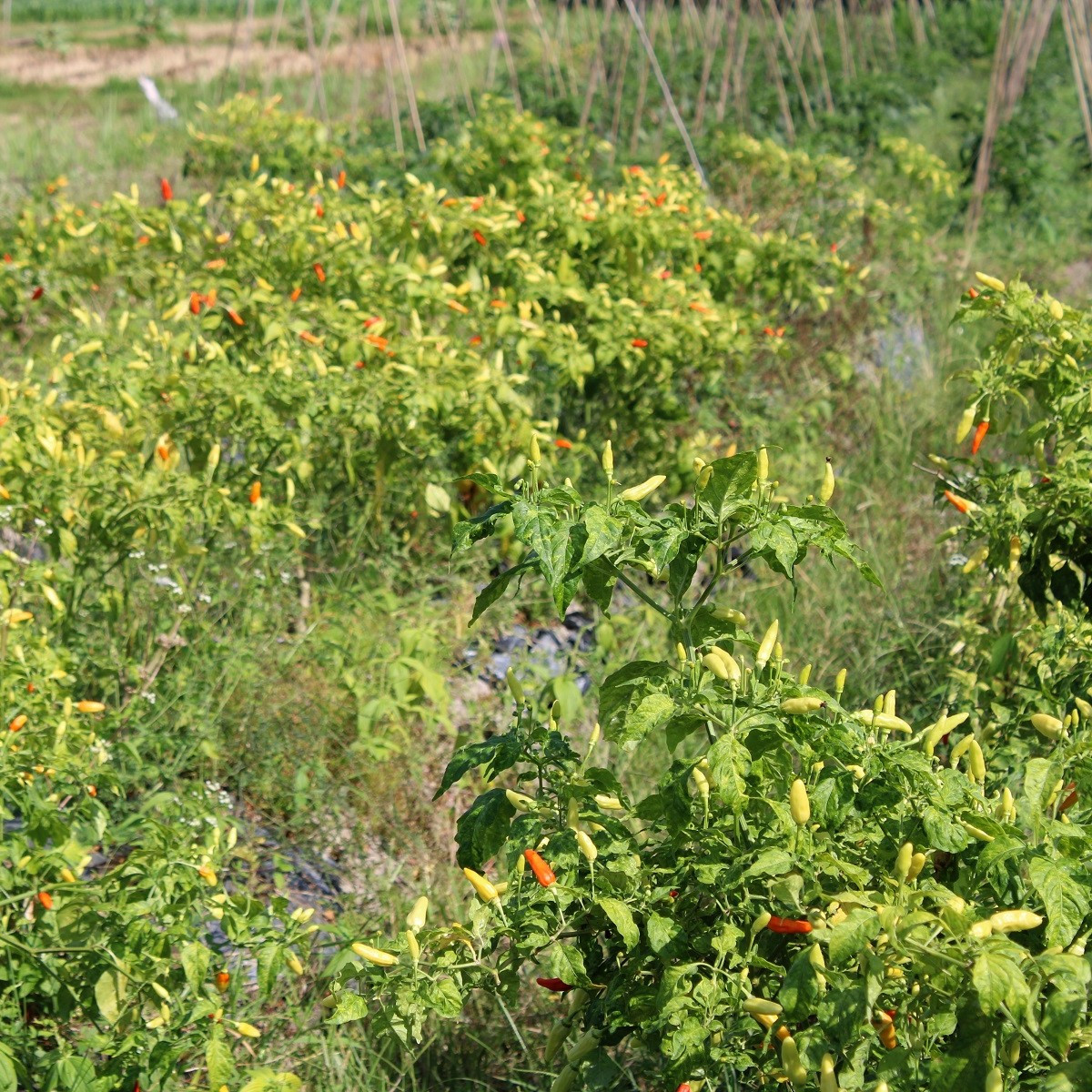Chilli Tabasco - Capsicum frutescens - semena - 7 ks