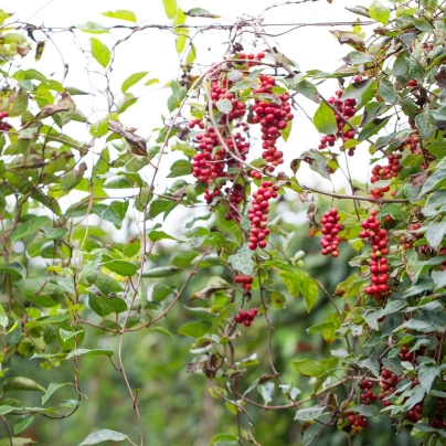 Schizandra čínská - Schisandra chinensis - semena - 6 ks