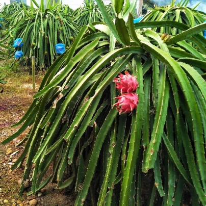 Pithaya Dračí ovoce - Hylocereus undatus - semena - 4 ks