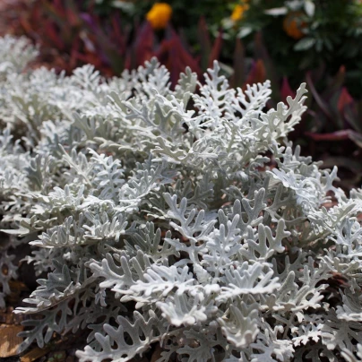 Starček přímořský - Cineraria maritima - semena - 150 ks