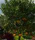 Citronečník trojlistý - Citrus trifoliata - semena - 4 ks