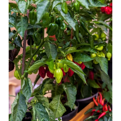 Chilli Bhut Jolokia - Capsicum chinense - semena - 5 ks