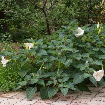 Durman obecný - Datura Stramonium - semena - 5 ks