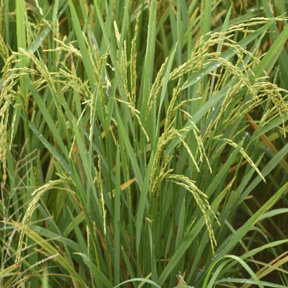 Rýže setá - Oryza sativa - semena - 12 ks