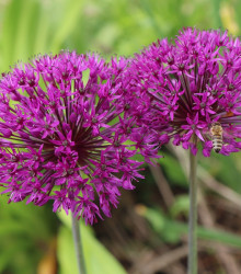 Česnek okrasný - Allium Purple Sensation - cibuloviny - 3 ks