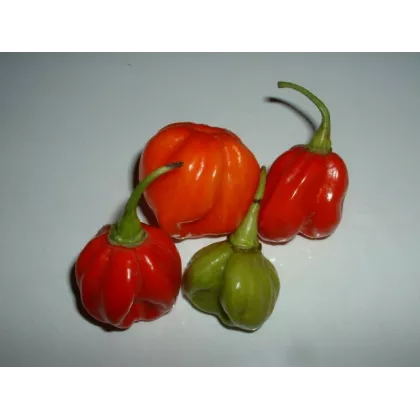 Chilli Trinidad - Capsicum chinense - semena - 6 ks