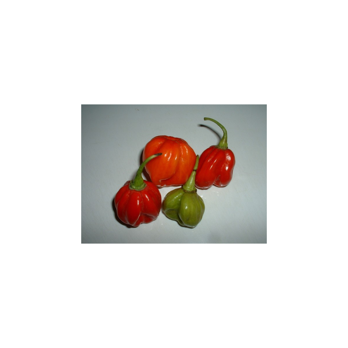 Chilli Trinidad - Capsicum chinense - semena - 6 ks