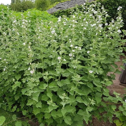 Proskurník lékařský - Althaea officinalis - semena - 18 ks