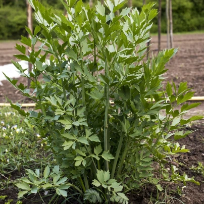 Libeček lékařský - Levisticum officinale - semena - 0,4 g