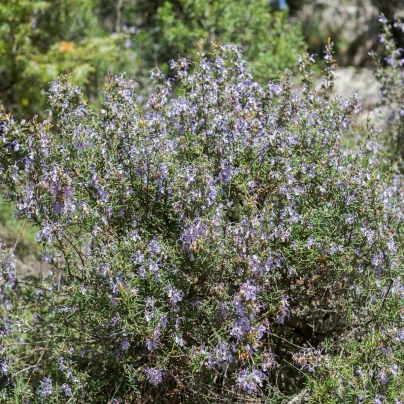 Rozmarýn lékařský - Rosmarinus officinalis - semena - 50 ks