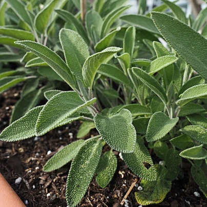 Šalvěj lékařská - Salvia officinalis - semena - 20 ks