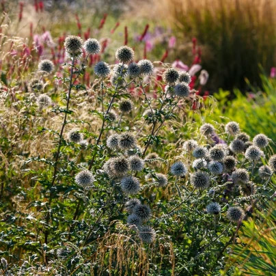 Bělotrn kulatohlavý - Echinops sphaerocephalus - semena - 6 ks