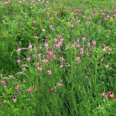 Vičenec ligrus - Onobrychis viciifolia - semena - 50 ks