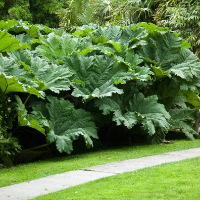 Barota rukávovitá - Gunnera manicata - semena - 6 ks