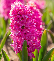 Hyacint Pink Pearl - Hyacinthus - cibuloviny - 1 ks