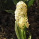 Hyacint Gipsy Princess - Hyacinthus - cibuloviny - 1 ks