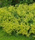 Kontryhel měkký - Alchemilla mollis - semena - 20 ks