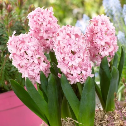 Hyacint plnokvětý Prince of Love - Hyacinthus - cibuloviny - 1 ks