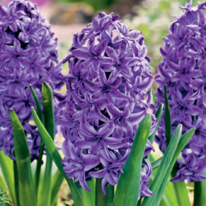 Hyacint plnokvětý Lili Purple - Hyacinthus - cibuloviny - 1 ks